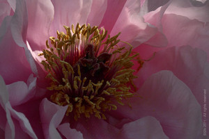 Pivoine Chez le Producteur C a24463863