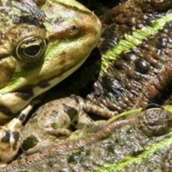 Vignette d'illustration